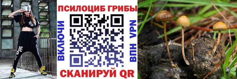 Галлюциногенные грибы мицелий сколько стоит Бронницы